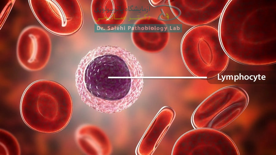 Lymphocytes در خون